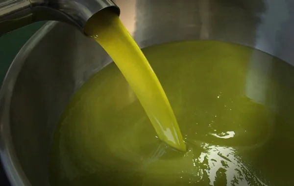 Olio extravergine appena spremuto in frantoio, colore verde oro