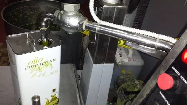 Bottiglie di olio extravergine pugliese durante il confezionamento in frantoio