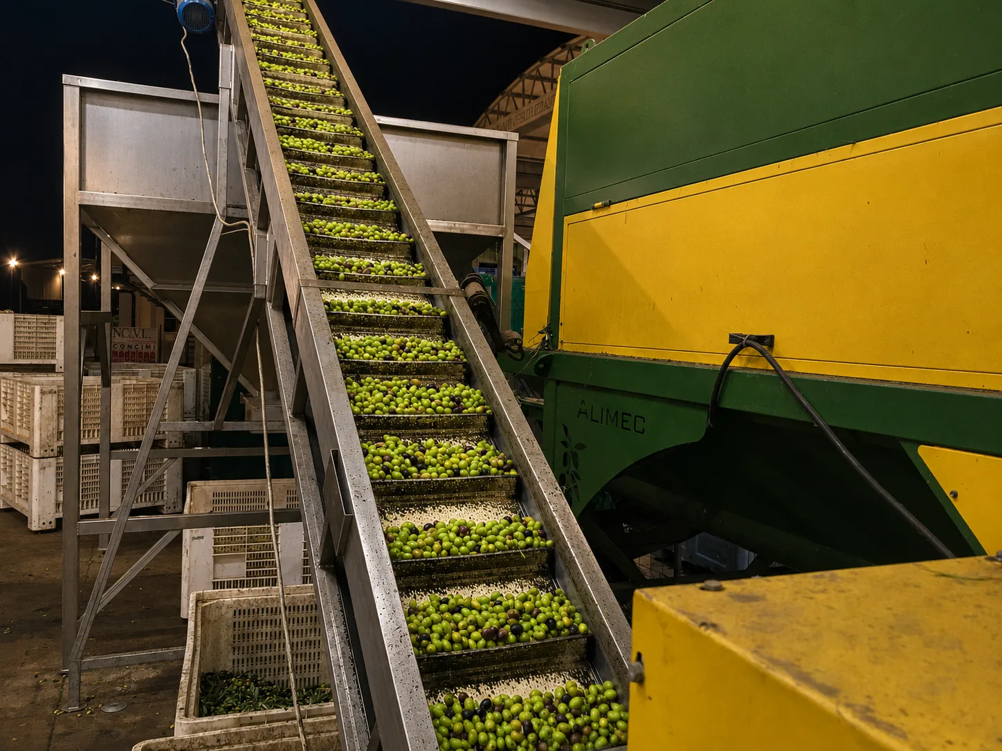 Olives Peranzana sur le convoyeur d'effeuillage et de lavage au moulin